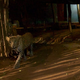 Leopards prey on Mumbai’s dogs.